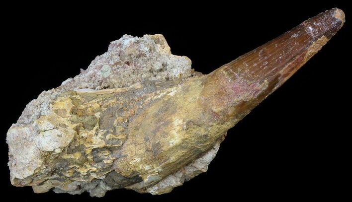 Spinosaurus Tooth - Partially Embedded In Rock #52431